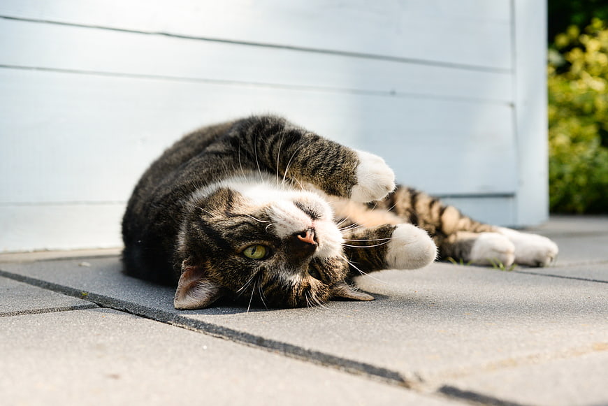 Playful tabby cat rolling on patio in sunlight