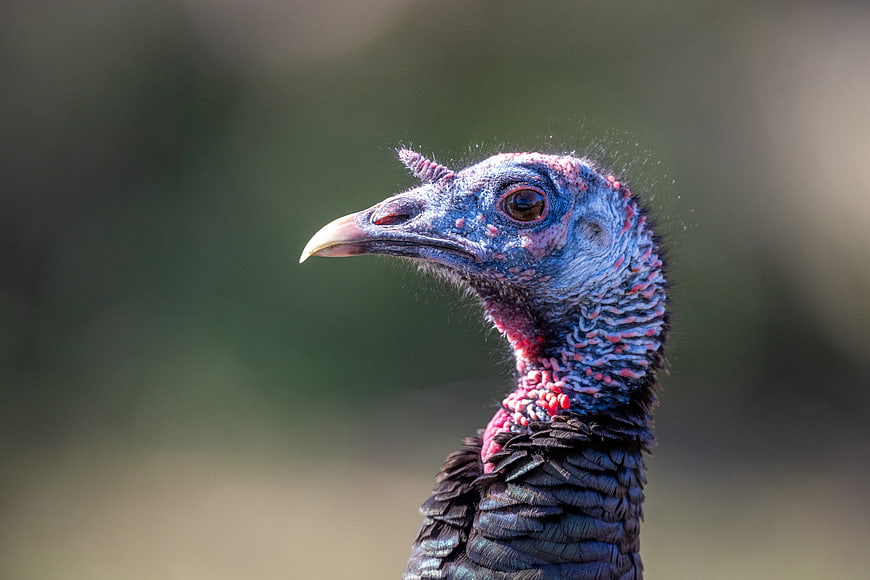 Close-up portrait of a wild turkey head with blue and red skin