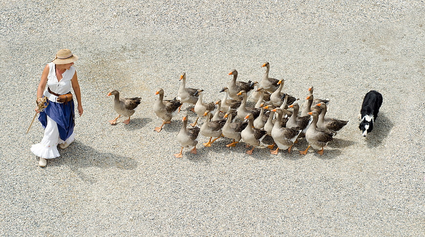 High angle view of woman herding geese with dog on gravel