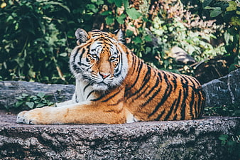Majestic Tiger Resting on Rock in Natural Habitat