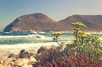 Coastal Landscape with Succulents and Ocean Waves
