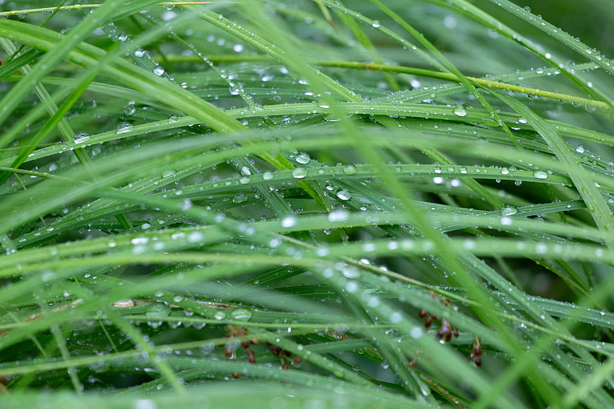 Close-up of green grass blades with fresh dew drops