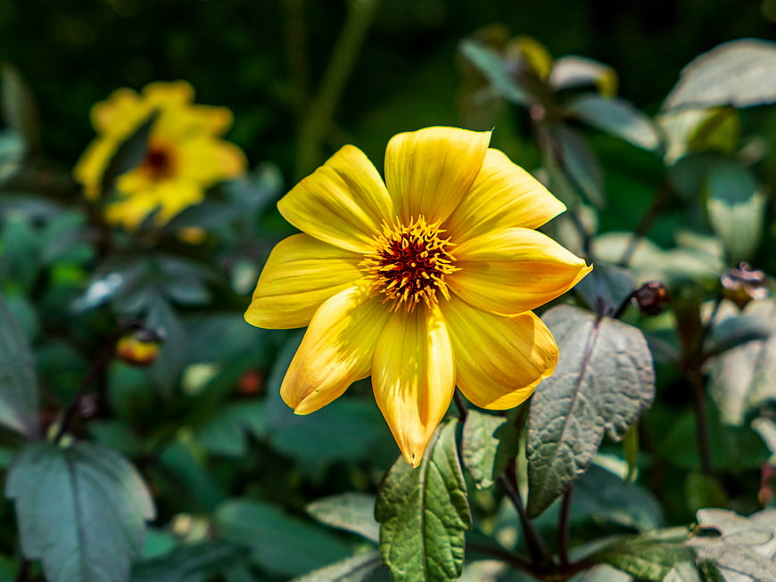 Vibrant Yellow Dahlia Flower in Green Garden