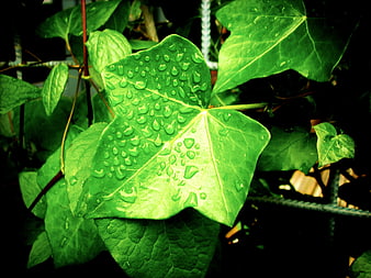 Close-up of green ivy leaf with water droplets