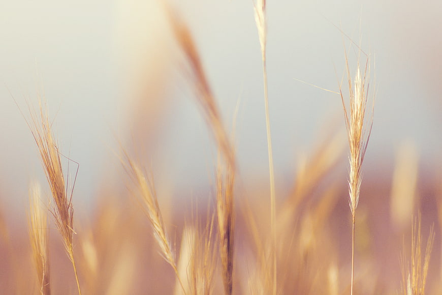 Close-up of golden wheat stalks with soft blurred background
