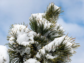 Close-up of Snow-Covered Pine Branches Against Blue Sky