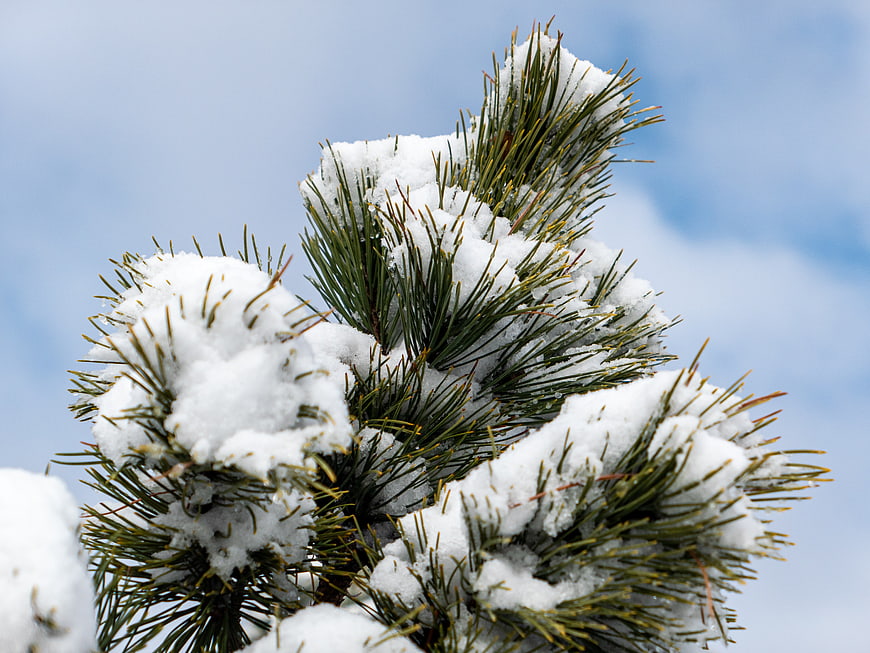 Close-up of Snow-Covered Pine Branches Against Blue Sky
