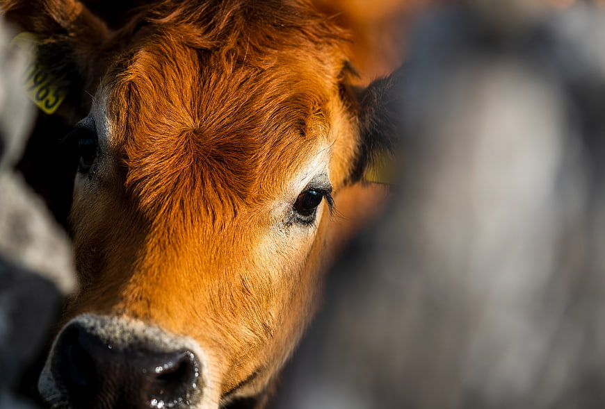 Close-up portrait of a brown calf with ear tag