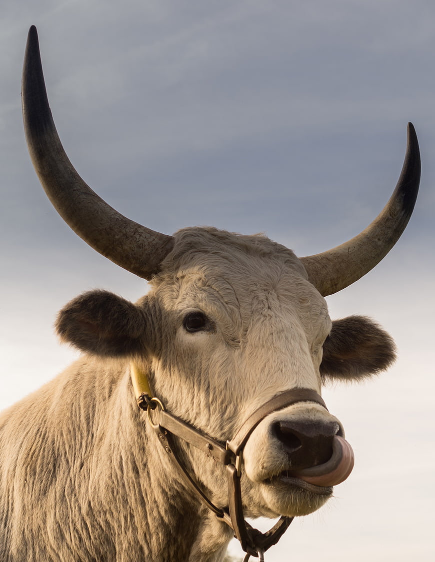 Close-up portrait of a white bull with large curved horns