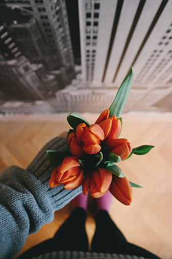 Hand holding orange tulips with cityscape background