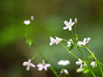 Delicate White Spring Flowers with Green Bokeh Background