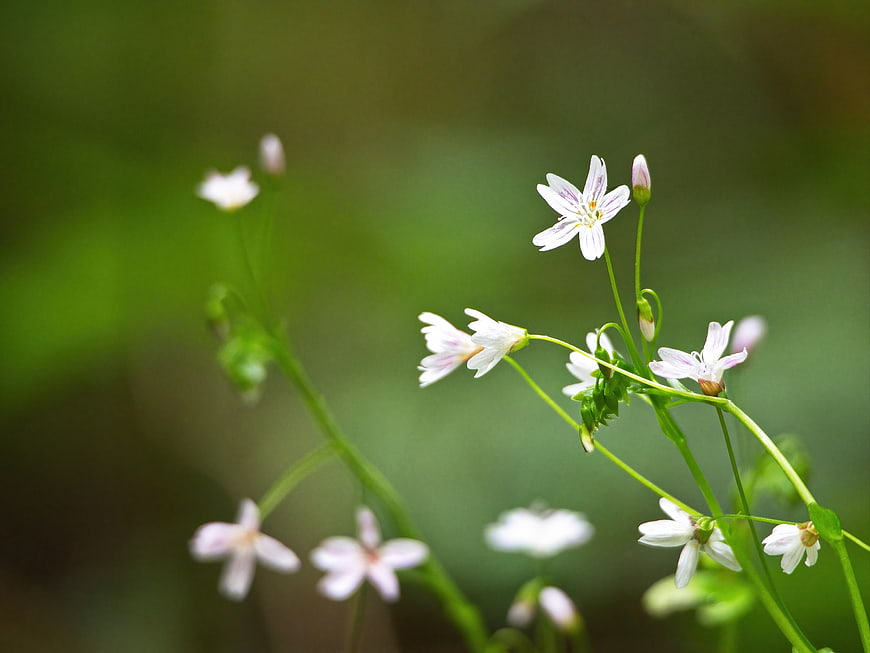 Delicate White Spring Flowers with Green Bokeh Background