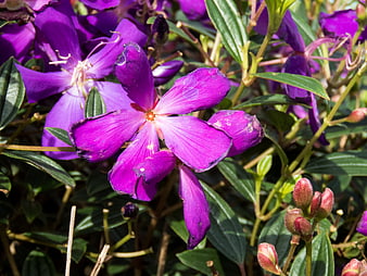 Close-up of vibrant purple wildflowers in a garden