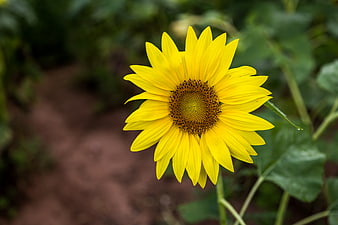 Vibrant Yellow Sunflower in Garden