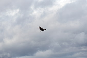 Bird of Prey Soaring Against Dramatic Cloudy Sky