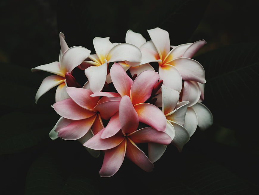 Close-up of pink and white plumeria flowers on dark background