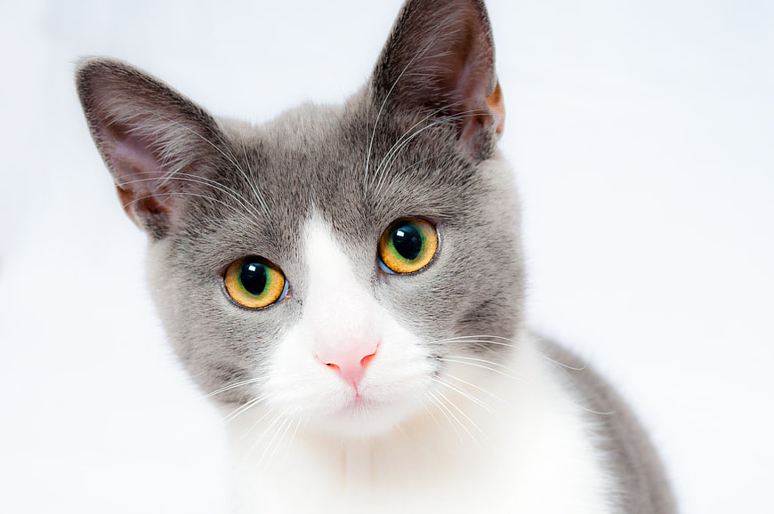 Close-up of a Grey and White Cat with Green Eyes