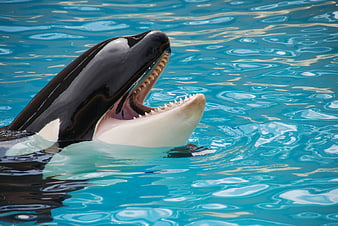 Killer Whale with Open Mouth in Blue Water