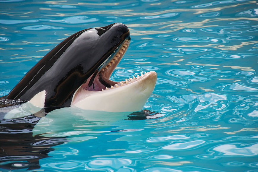 Killer Whale with Open Mouth in Blue Water