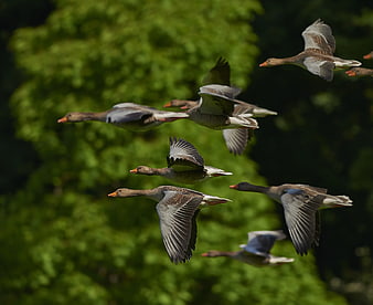 Flock of Greylag Geese Flying in Formation
