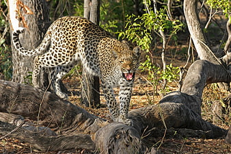 Aggressive Leopard Snarling on Fallen Log in African Bush