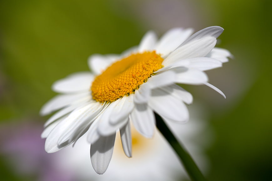 Close-up of a white daisy with yellow center and green bokeh background