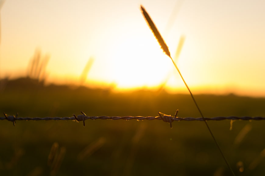 Barbed wire fence silhouette against golden sunset field