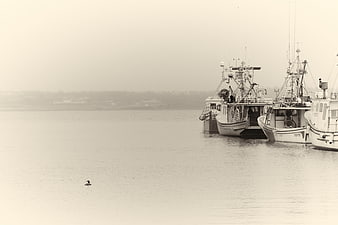 Fishing boats docked in calm harbor with loon on water