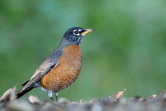 American Robin perched on branch with green bokeh background