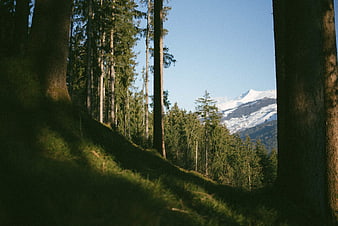 Sunlit forest slope with distant snow-capped mountain peak