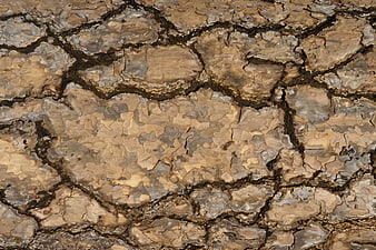 Close-up texture of cracked tree bark background
