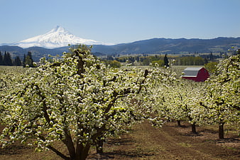 Blooming orchard with red barn and snow-capped mountain