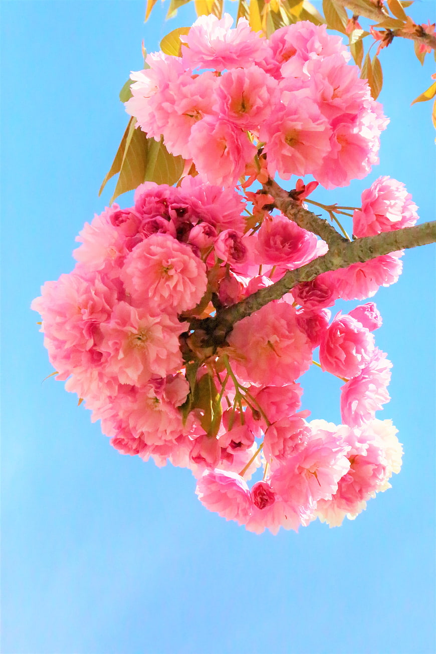 Pink Cherry Blossoms Against Blue Sky