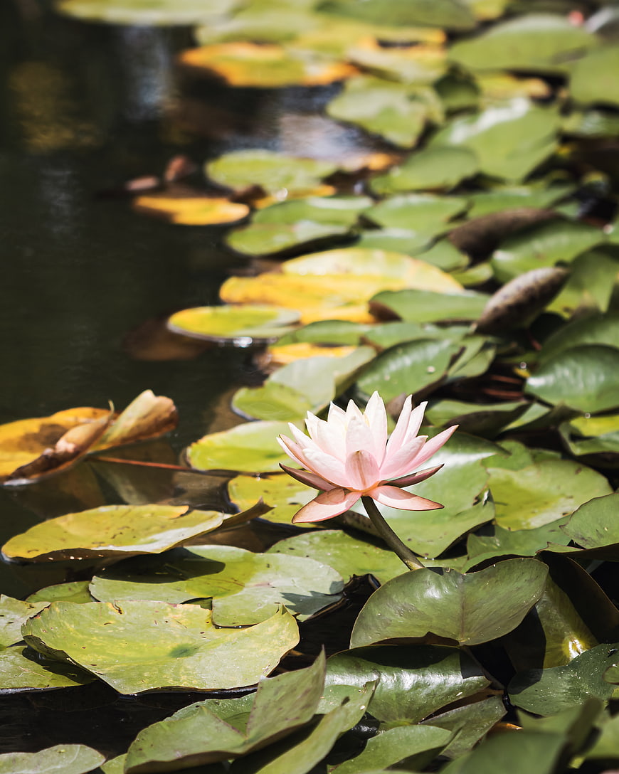 Pink Water Lily Bloom on Green Lily Pads in Pond