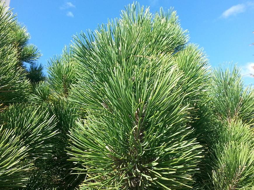 Close-up of vibrant green pine needles against a blue sky
