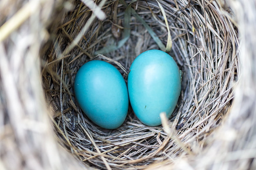 Two Blue Robin Eggs in a Natural Grass Nest