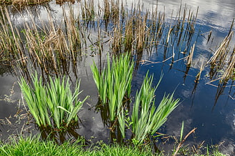 Fresh green reeds growing in calm pond water