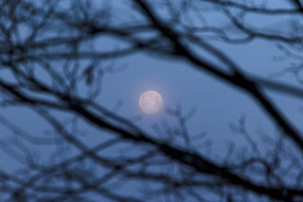 Full Moon Through Silhouetted Tree Branches at Night