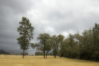 Rural landscape with trees and barn under cloudy sky