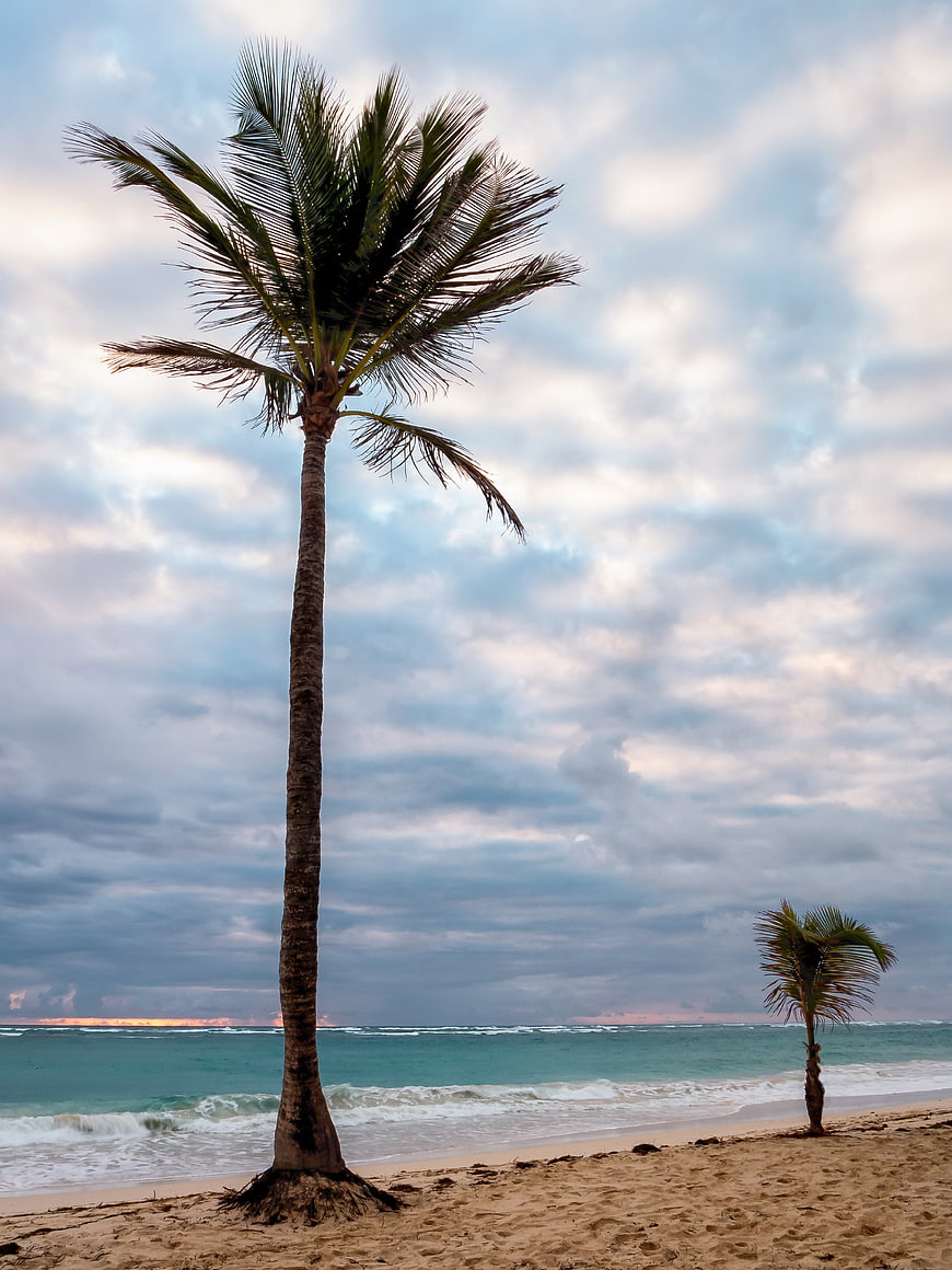 Tall Palm Tree on Sandy Beach with Ocean and Cloudy Sky