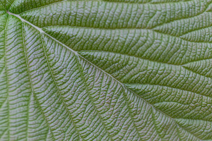 Macro Texture of Green Leaf Veins and Surface Pattern