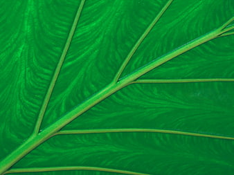 Close-up of vibrant green leaf veins and texture