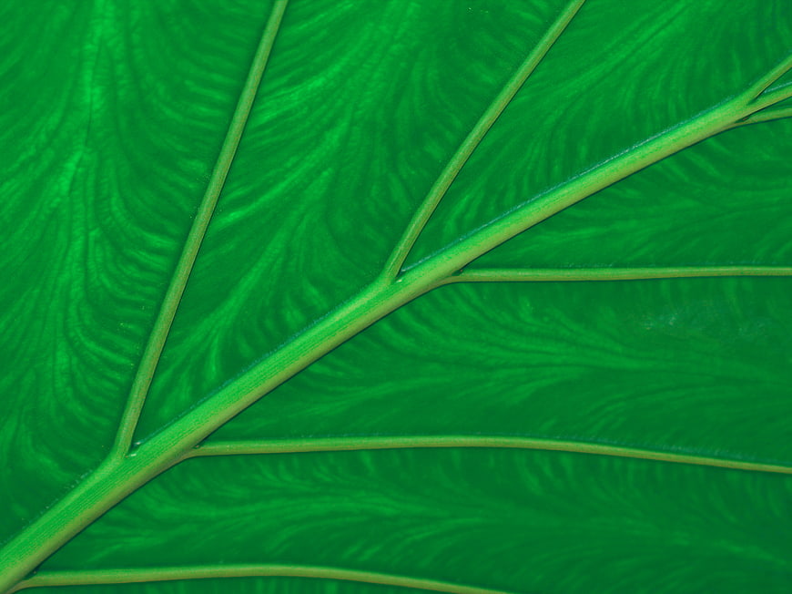 Close-up of vibrant green leaf veins and texture