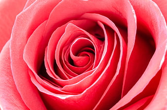 Macro Close-Up of Vibrant Red Rose Petals