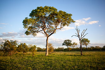 Lone Tree in African Savanna Landscape at Sunset