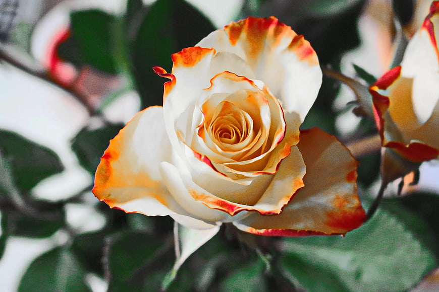 Close-up of White Rose with Orange Edges