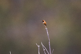 Rufous Hummingbird Perched on a Bare Branch