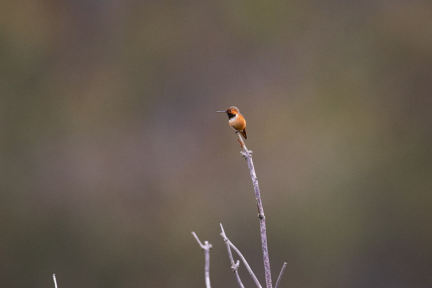 Rufous Hummingbird Perched on a Bare Branch