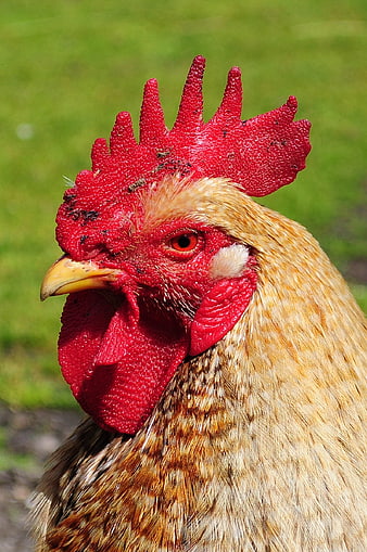 Close-up portrait of a rooster with red comb and wattle