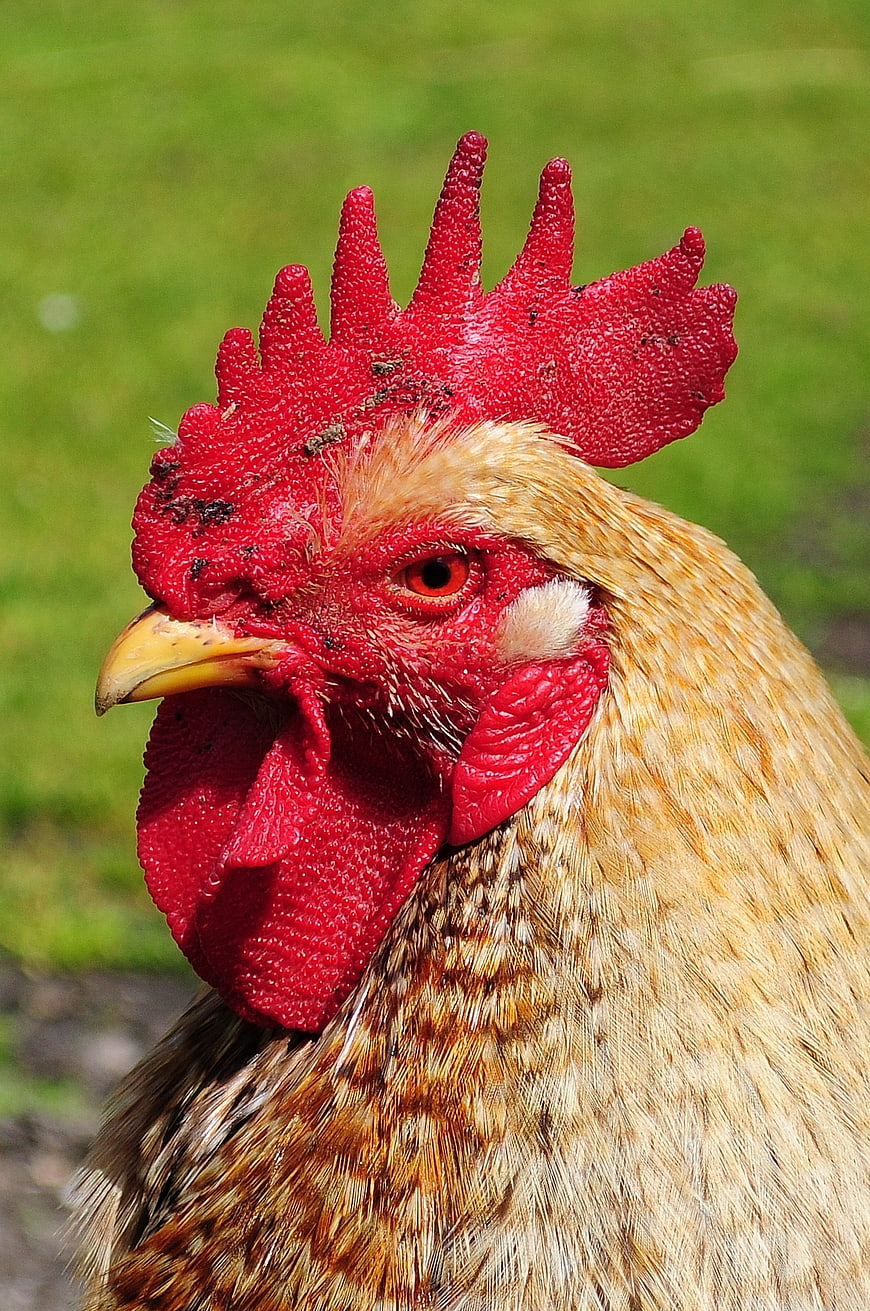 Close-up portrait of a rooster with red comb and wattle